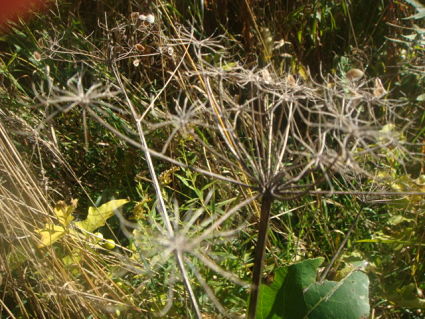 DRIED PARSNIP425